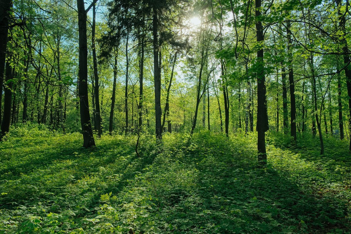 Į ką atkreipti dėmesį perkant mišką